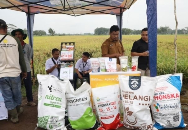 Teknologi Pemupukan dan Combine Harvester Perkuat Produksi Padi di Pulang Pisau